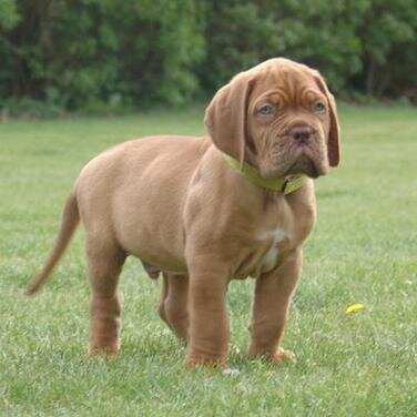 Quality Puppies for less. Every puppy offered with a 10 Year Health Guarantee! Visit http://t.co/H4KYrdrMGw for to enter our $1 Puppy event!