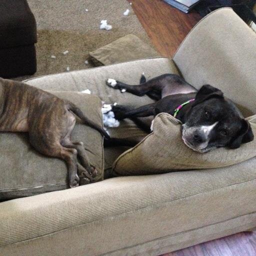 cdove8508's profile picture. 