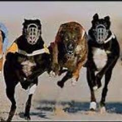 Galgoslance's profile picture. Cazar con galgos es mas de lo que creéis y es una de las cazas mas bonitas.