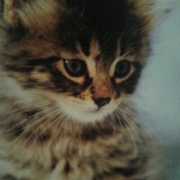 Cally And Stuff (@smilesformilesc) 's Twitter Profile