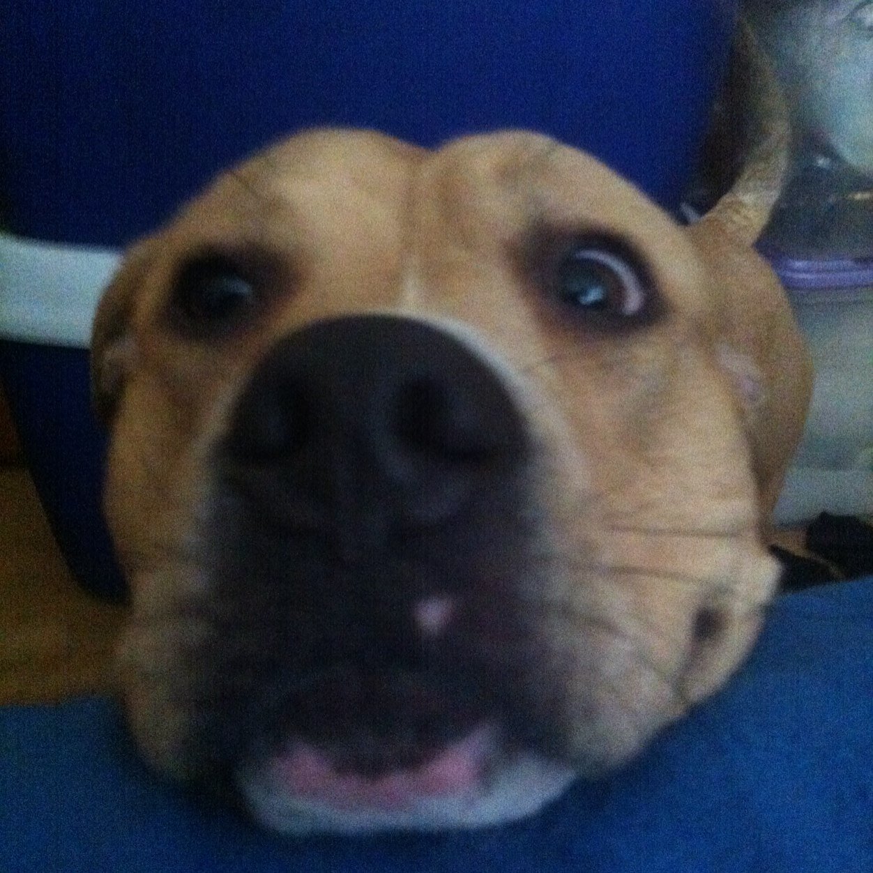 hAzEddd's profile picture. Alvin & Hunter ♥