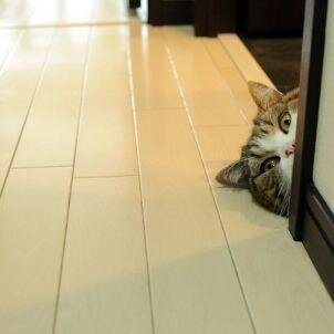 Twoffice Cat Profile