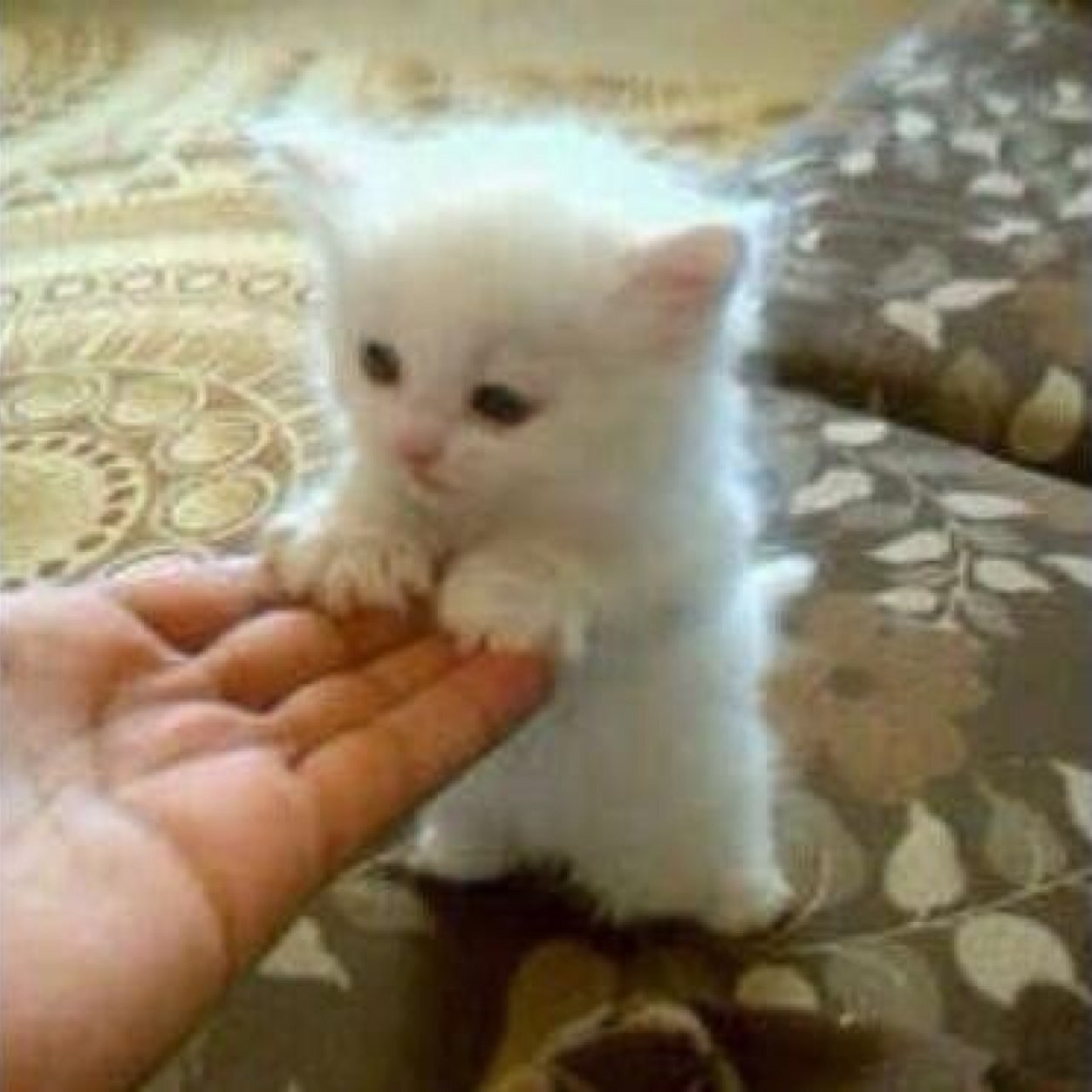 hhff20132's profile picture. 