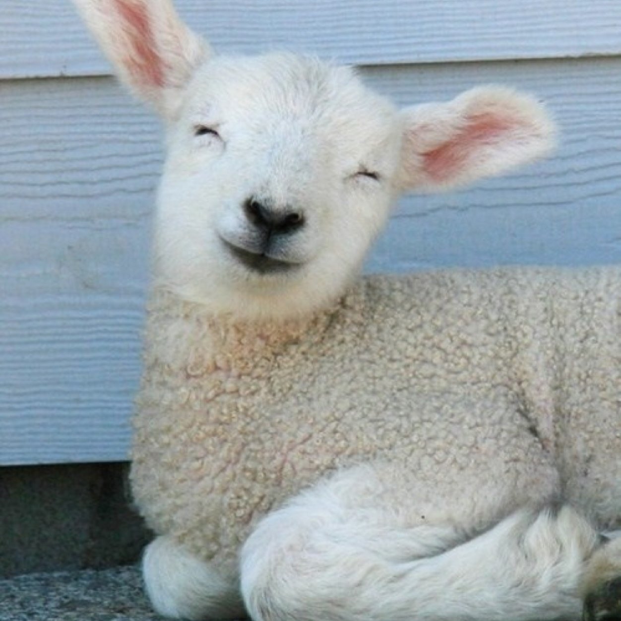 SheepLoverLife's profile picture. This is an account dedicated to adorable sheep!