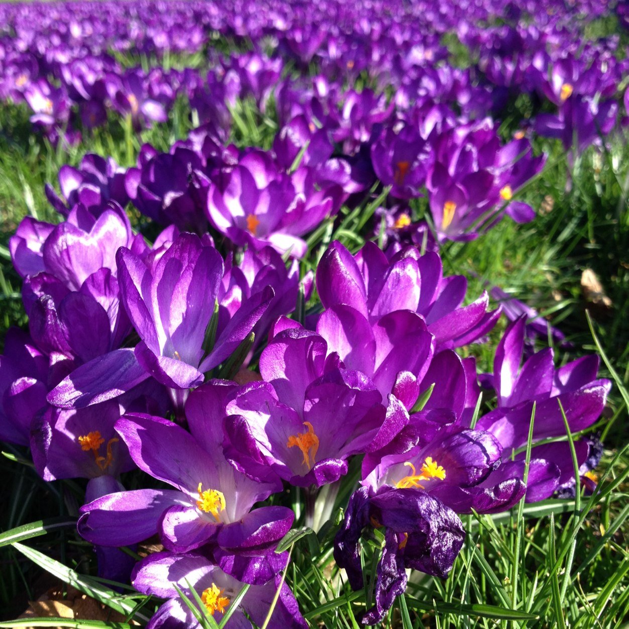 Family run professional gardening and landscaping service based in Newport Shropshire.