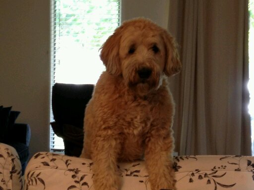 cruisinD's profile picture. 