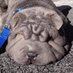 Shar Peis Granada (@sharpeisgranada) Twitter profile photo
