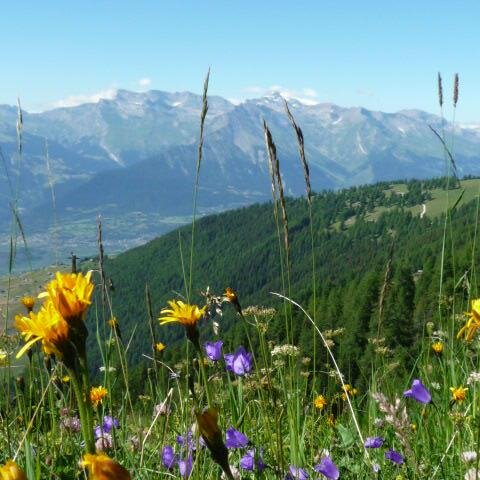 Join us for a week of choral music making in Swiss Alps.  2nd - 9th August 2014
