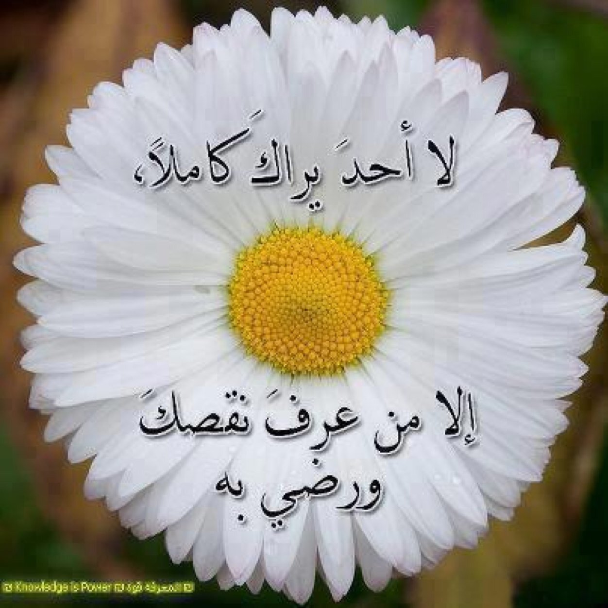 abomajd20142's profile picture. 