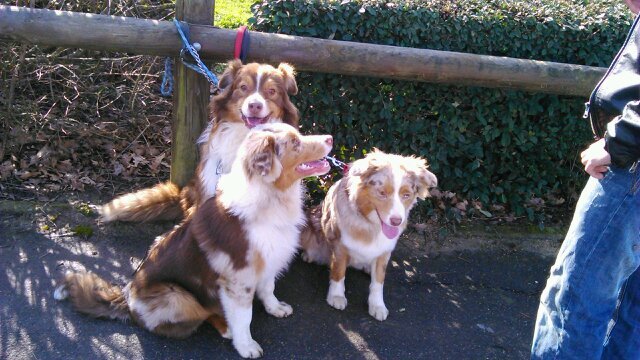 AmandineFret's profile picture. collégienne, j'aime hunger games, little mix, one direction, mes animaux et mes ami(e)s. Follow BACK