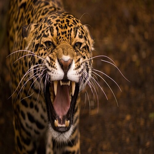 JJCatMarketing gives you the best up to date information on new marketing methods to keep you ahead of the pack