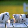 cutest_animal1's profile picture. 癒される動物の画像・動画を紹介していきます。癒されたらRT