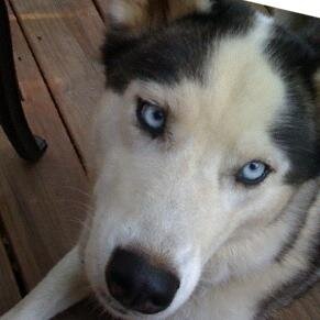 signalwave's profile picture. 