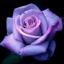 Dawn Malcolm - @19b9fd904b354c4 - Twitter