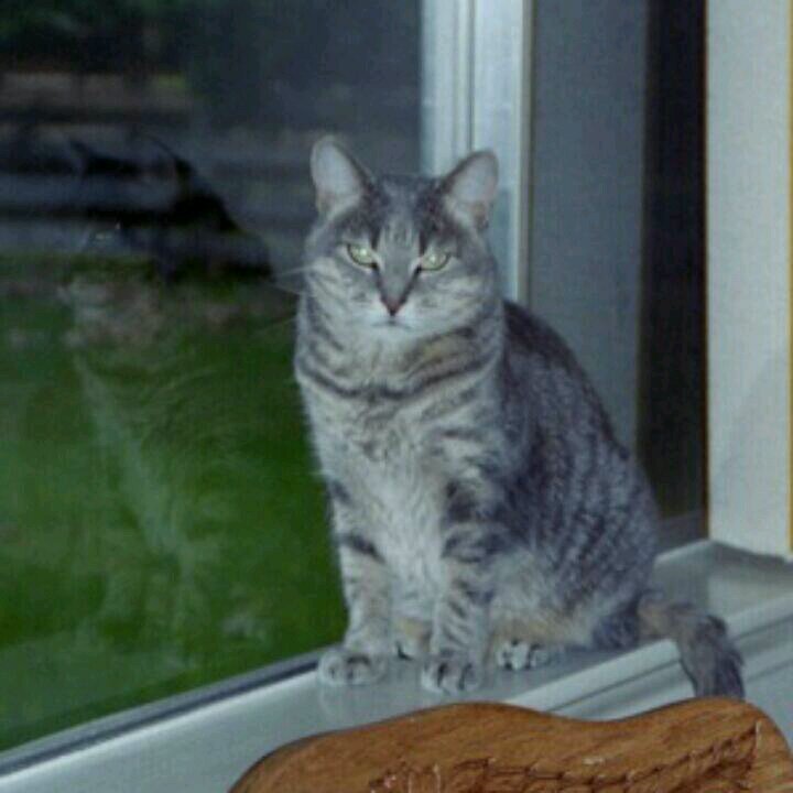 Sun_Devil_82's profile picture. 