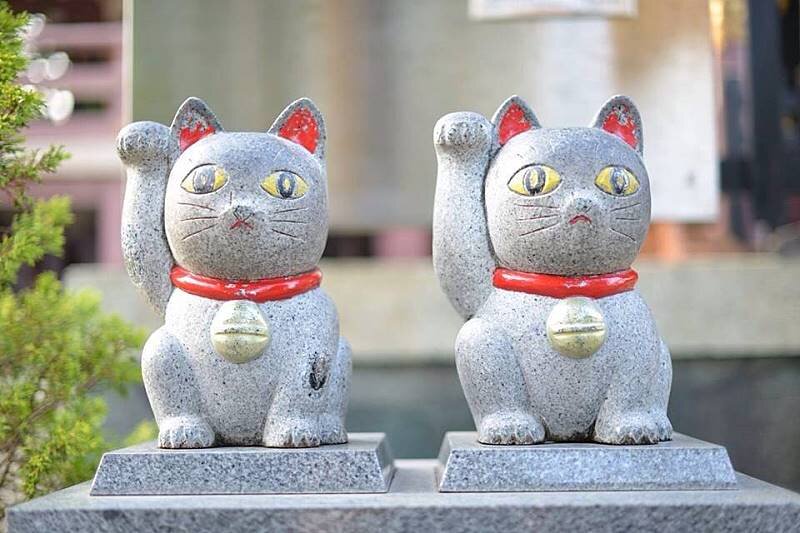 GOLFと猫とよさこいと・・・。