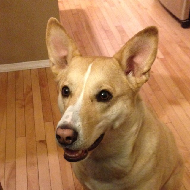 SadieReiver's profile picture. arsecakes. this is now my dog's account. she doesnt know how to use twitter