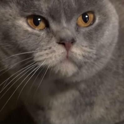 Meow :3