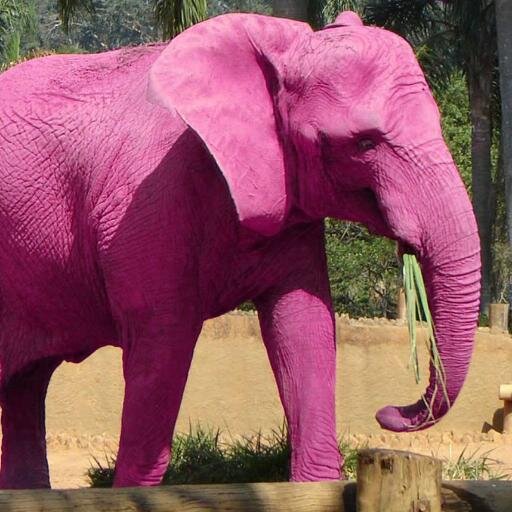 Pink Elephant