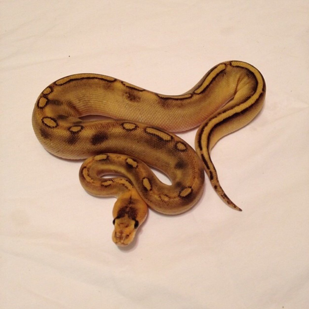 Breeder of ball pythons, leopard and crested geckos.
 Orange Dream breeding 5 single gene and double gene morph females 2014!!