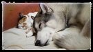 香港在住20年！
愛犬ミクと愛猫ナナの２人の娘？
を連れて帰国してきました。
愛犬との散歩道、写真を撮るのが
楽しみで～す。
YouTubeの動画で様々な思いを
発信しています。