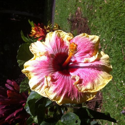 Kalihi, Waimea, Big island, Henderson, Las Vegas...Life is good...