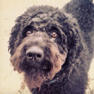 Frisbee Expert, Obsessive Ball Fetcher, Trail Runner, Happy Face and Tail Wagger
