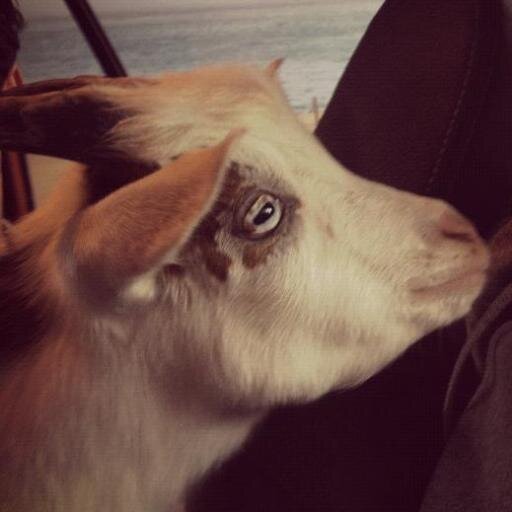 1st goat on Twitter, 5th member of The Buried Life. You know I've goat to ask: What do you want to do before you die?