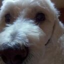 Leslie tindall - @ilovedutchie - Twitter