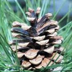 pasmemris's profile picture. christian, prog rock fan, reader of poetry, ponderer of past memories, but then again I remember (Isaiah 43:18-19) and look forward to new things.