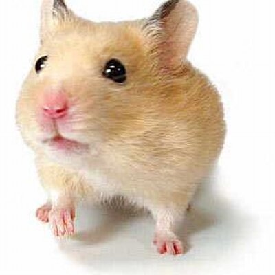 面白ハムスター画像 Hamstergazo Twitter