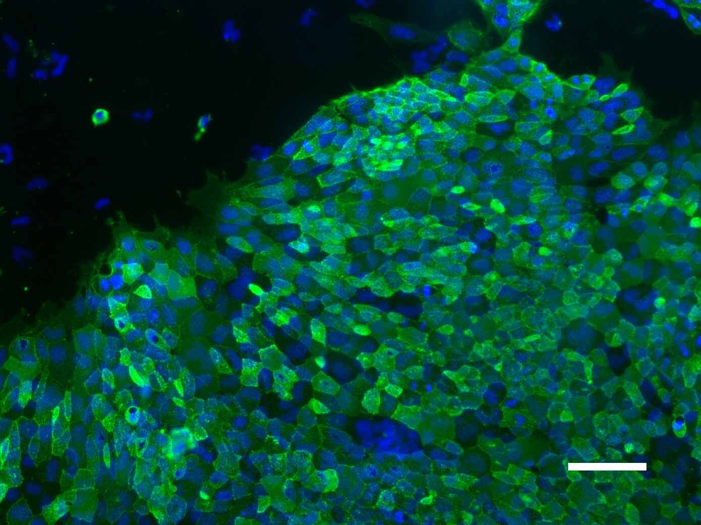 Tweeting about research on stem cells, developmental biology, regenerative medicine, biomaterials and computational biology. Tweets are by @christensendrg