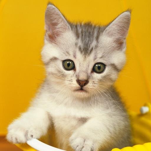 フォローバックできるだけします☆無言フォローすみません。
日々役立つ情報を発信しています！仲良くしてくれたら嬉しいです(*´▽｀*)♡