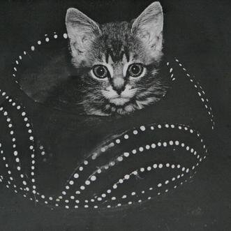 Works as a dog and cat behaviour adviser and trainer using only kind, force-free methods.