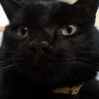 Yass.Higashino (@yasshigashino) 's Twitter Profile