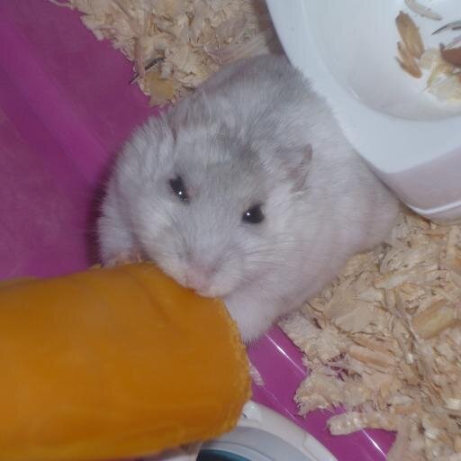 lalucarnedelupi's profile picture. Conceptrice d'ours en peluche de collection et cake maker-designer sur http://t.co/NcDlsfS4xh