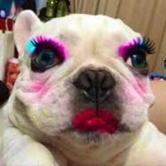 NoMakeupAnimals's profile picture. Help us win the fight by stopping animal testing today