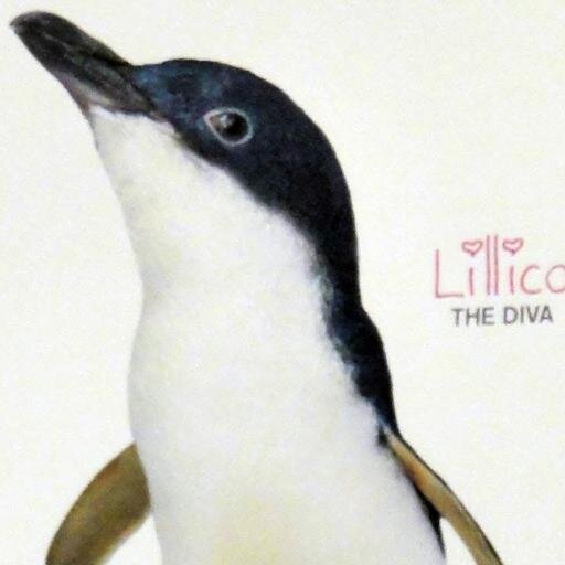 linux周辺で生息してます。旅好き。