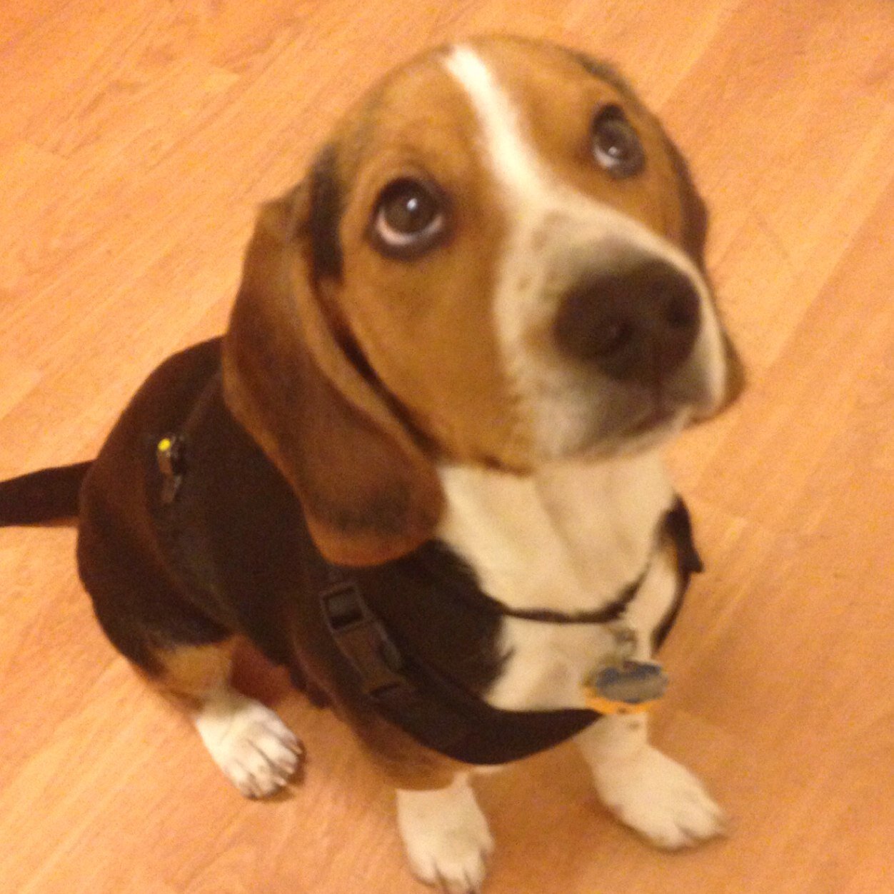 B1GDap's profile picture. 