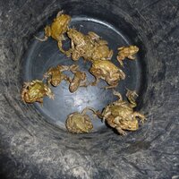 Staines Toad Patrol (@toadsinstaines) 's Twitter Profile