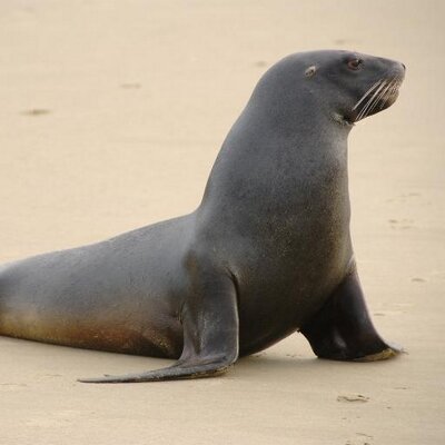 slippery seal slipperyseal twitter