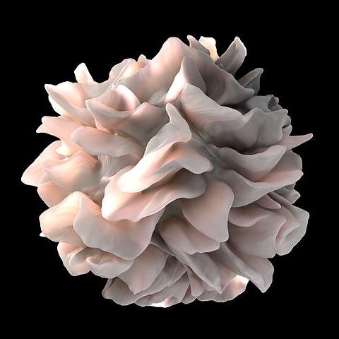 Journal paper feed for academics interested in dendritic cells, immunology and immunity (image source: NIH)