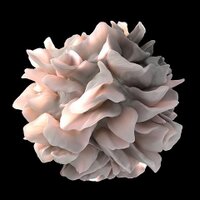 Dendritic cells (@dcell_papers) 's Twitter Profile