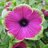 GiantPetunia's profile image