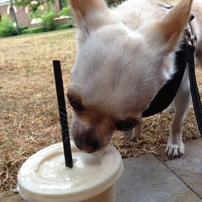 Cloudy the talking Chihuahua shares his home (unwillingly) with his adopted sister Fizzy the rescue Chihuahua and recent addition, Coco the Labrador. 🐶🐶🐶