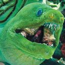 lee lyons - @snoyl_eel - Twitter