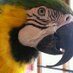 Ponderosa Pet Shop (@ponderosapet) Twitter profile photo Ponderosa Pet Shop (@ponderosapet) Twitter profile photo