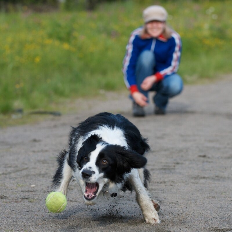 ICT student, crystallographer, dog enthusiast and wannabe triathlete
