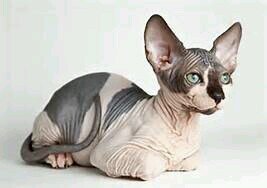 i'm a pussy. meow.