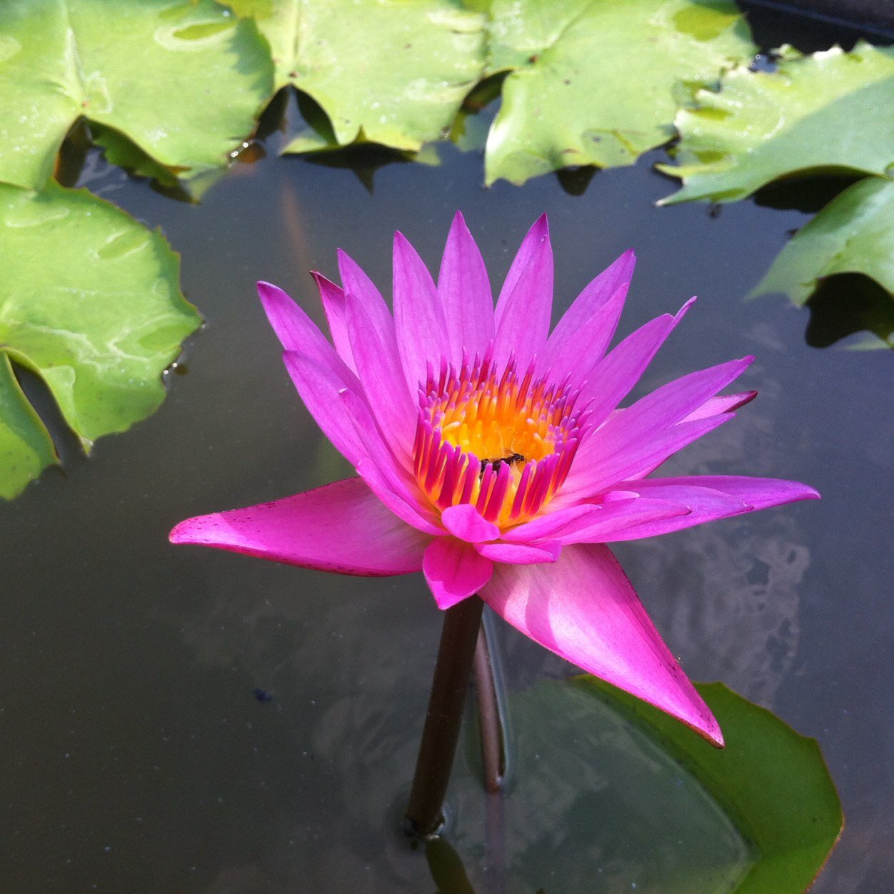 phanthehien's profile picture. 